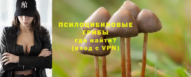 Галлюциногенные грибы Psilocybe  Мглин 